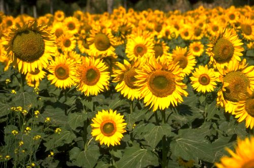 Special Occasions: Sunflowers!
